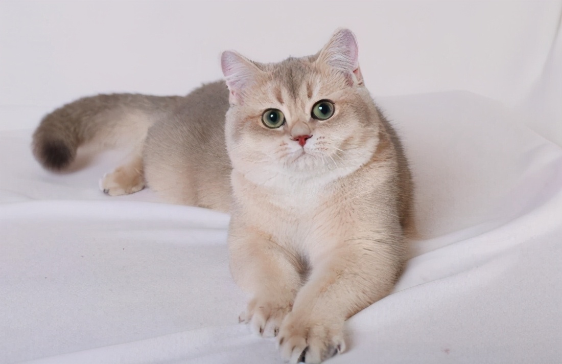 蓝金渐层是指英短猫的毛发尖吃蓝色的,再是金色渐变的.