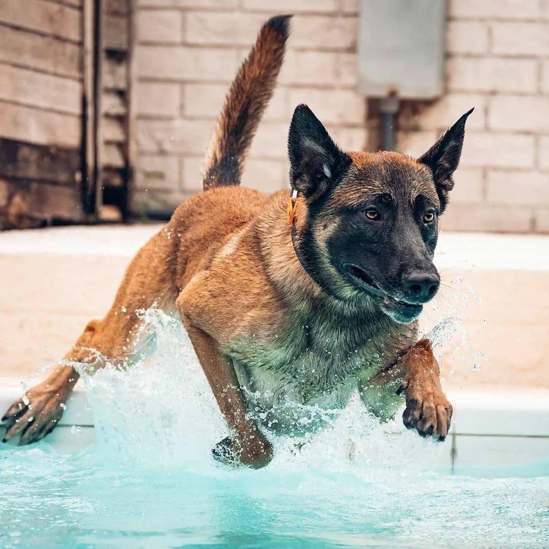 警犬界的新秀：马犬，一只让人不敢养的狗