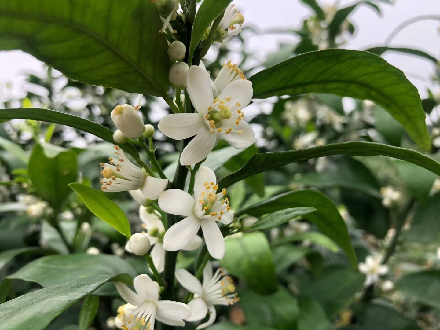 无硼难坐果，果树花前要补硼，叶面硼肥有多种，果农该如何选？