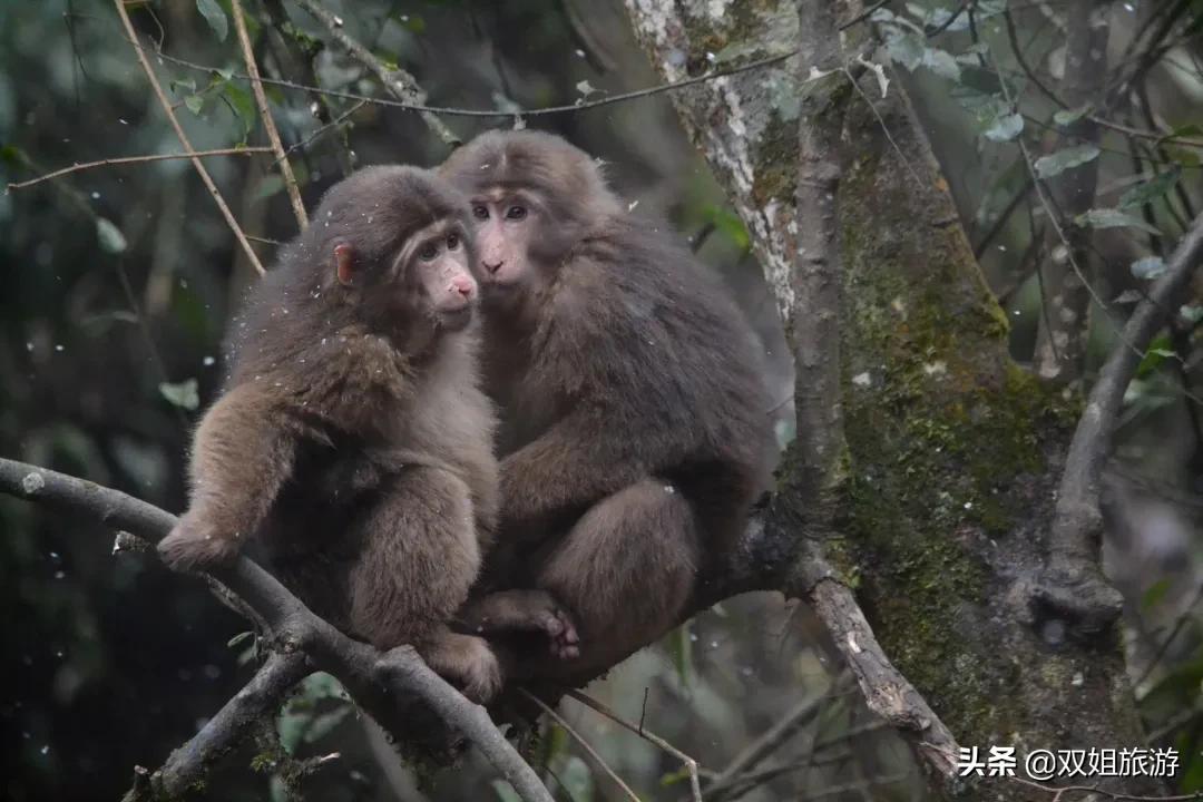 1只猴子＝1个四岁熊孩＋1只二哈，问峨眉山的猴子能当宠物养吗