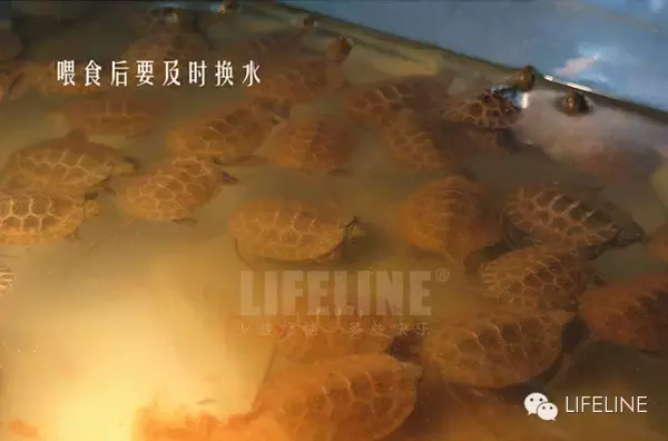 日本石龟图片高清（日本石龟龟苗饲养指南）
