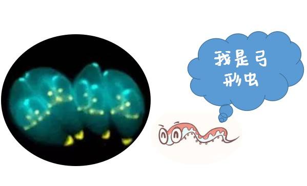 弓形虫怎么治疗(优生五项检查发现感染弓形虫怎么办)