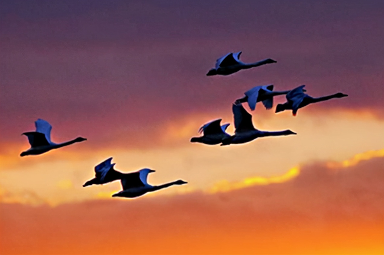 燕雀安知鸿鹄之志!其实它不仅不知鸿鹄之志,更不知鸿鹄之苦