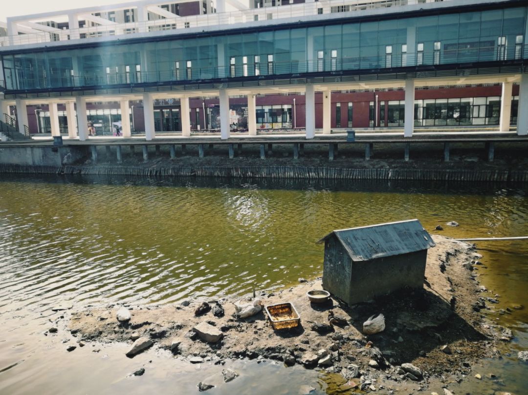 神奇动物在哪里？这些大工校园里的神奇动物你们见过哪些呢？