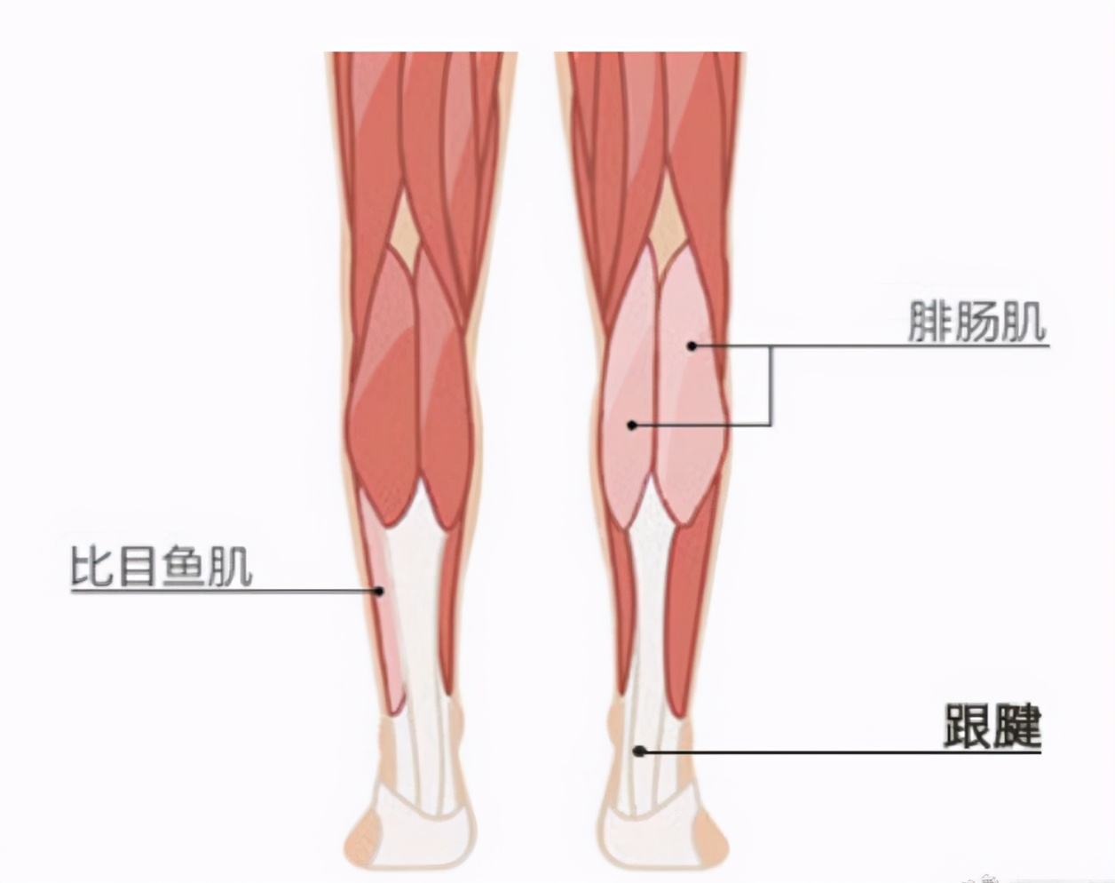 nba为什么跟腱断裂(汤普森跟腱撕裂的原因何在？我们该如何预防跟腱断裂？)