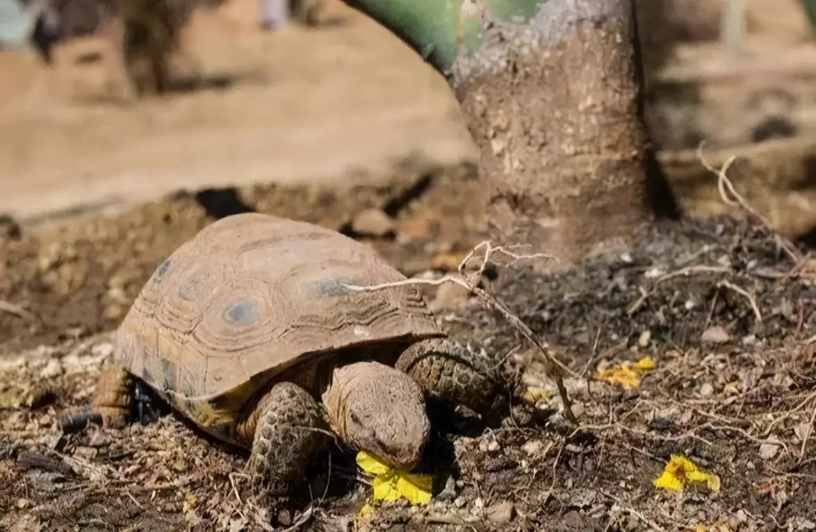 乌龟的种类图片及名称（乌龟的品种图片）