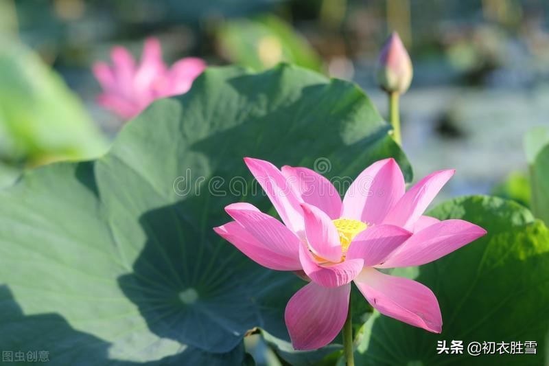 荷花诗六首：奇奇水上花，湛湛花下水，花得水扶持，水因花富贵