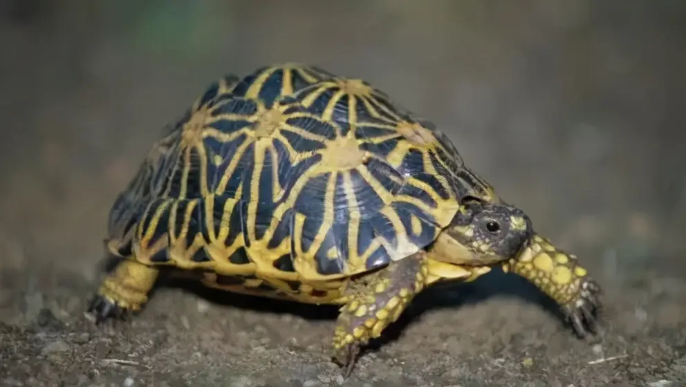 乌龟的种类图片及名称（乌龟的品种图片）