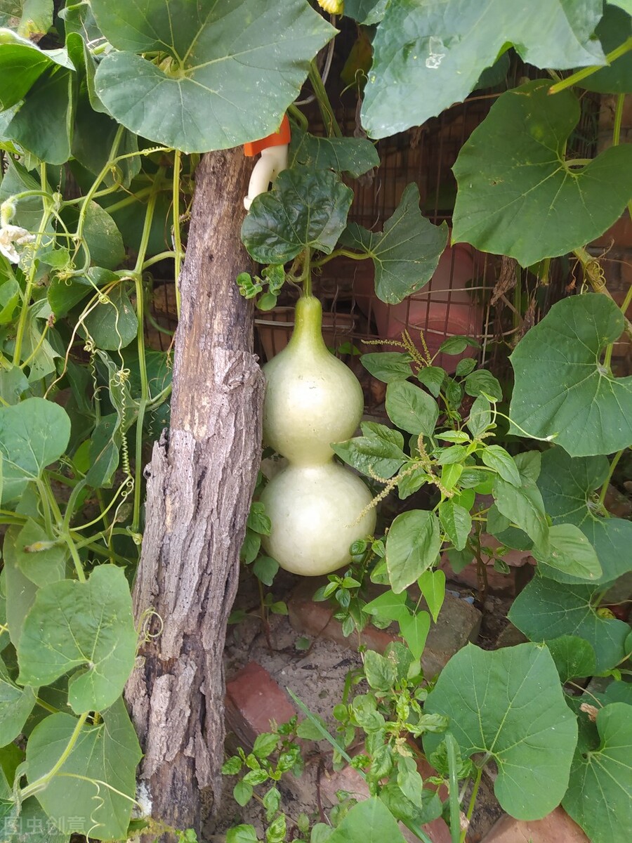 院子里有空地,就种棵葫芦吧,老祖宗留下的话,不是没有道理
