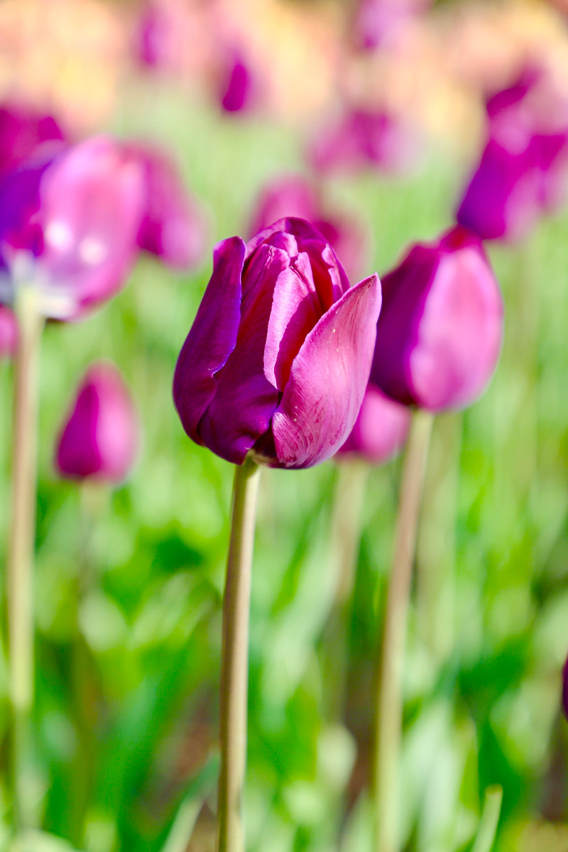 品种大全丨郁金香种植季,50款郁金香惊艳来袭 每一款都有独特名字