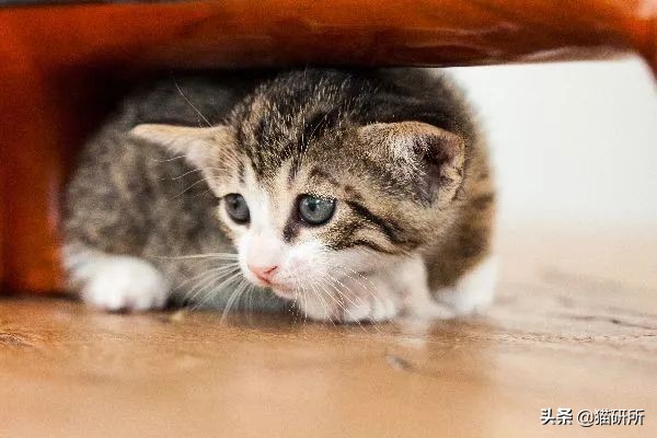 原来这么多情况都会让猫咪压力山大