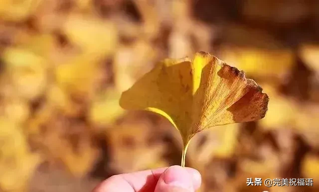 风起，天转凉，叶落，树忧伤