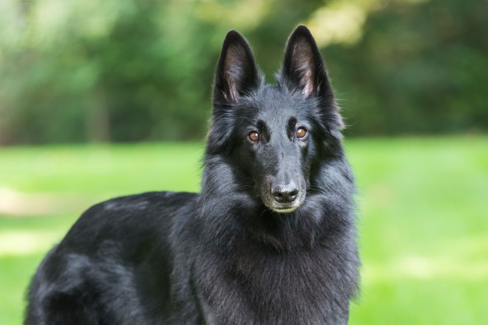 比利时黑色牧羊犬(格罗安达犬)特征,性格,价格介绍