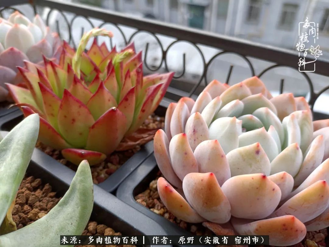 我心观世界：生活与多肉，应无所住而生其心