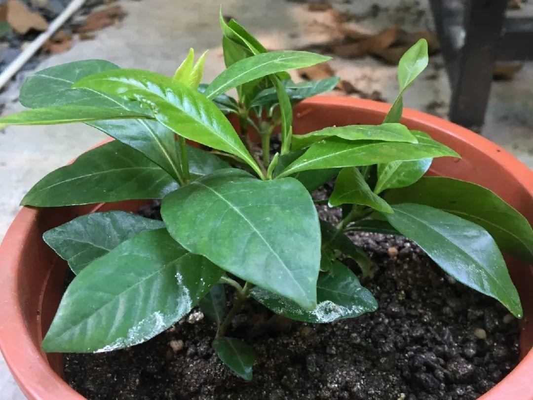 10种花,现在赶紧扦插,随便插土里就能活