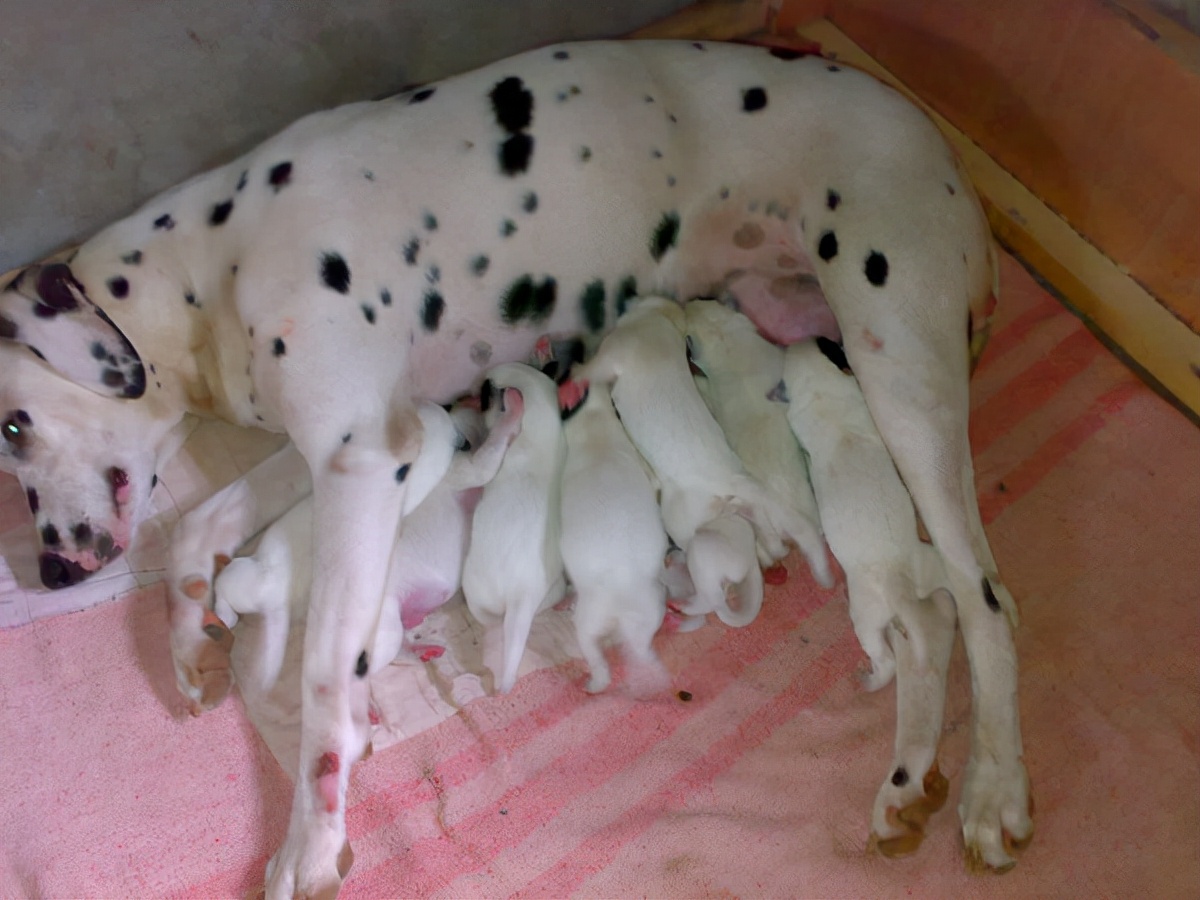 这12个“狗狗冷知识”，养狗多年的人，也不一定懂