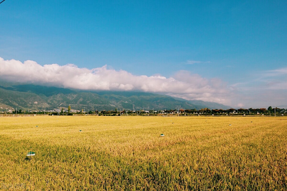 项目快报：广东茂名2021年4月第二周批复项目（累计53项）
