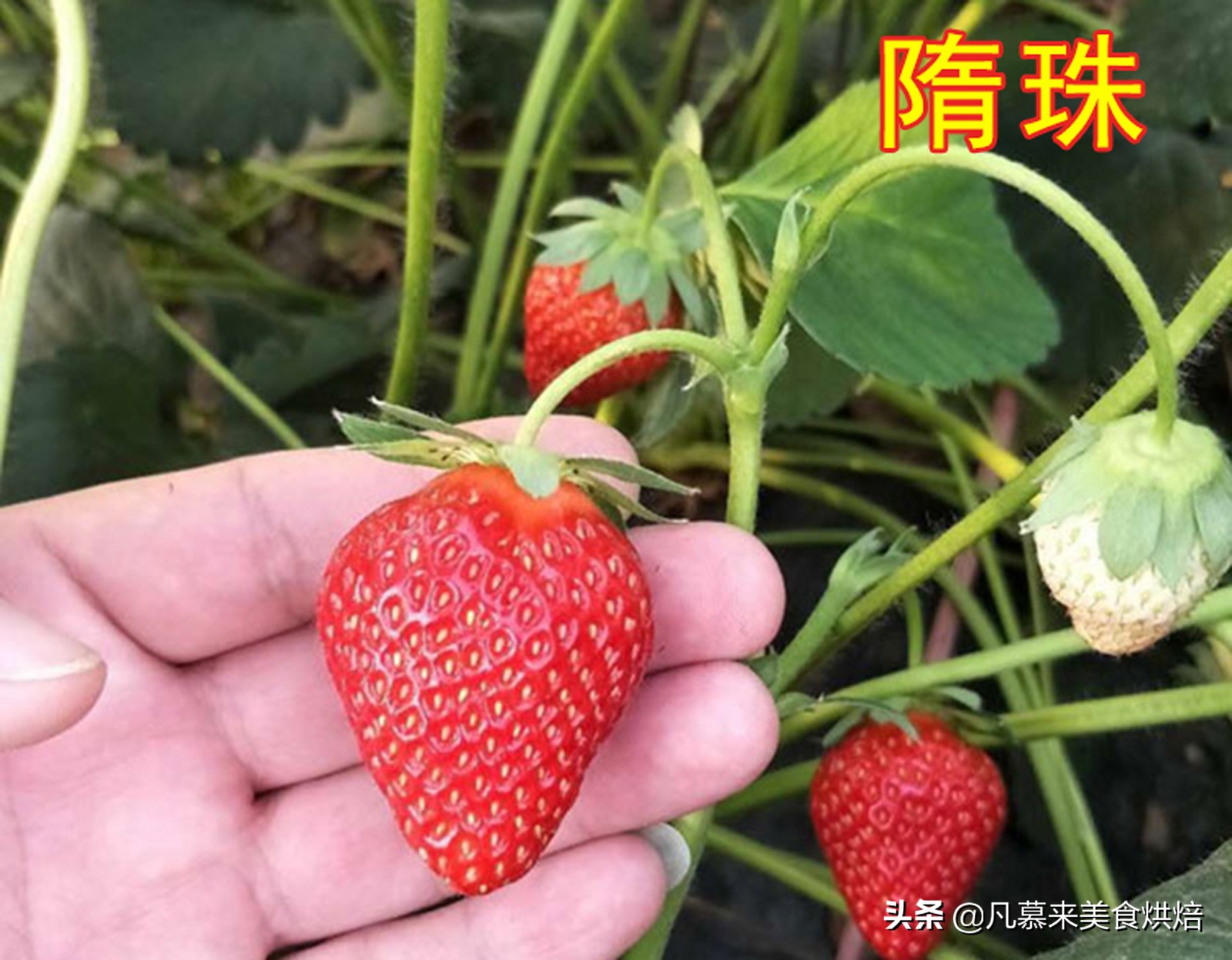 24种常见草莓品种，中国20大草莓产地？哪里的草莓最好吃？
