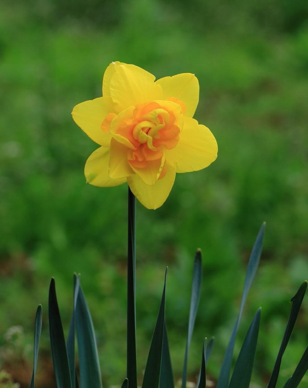 水仙花开迎春来，古诗词里的水仙花，素洁幽雅，超凡脱俗