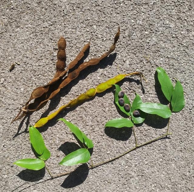 中华本草——常春油麻藤,油麻藤属植物开发利用