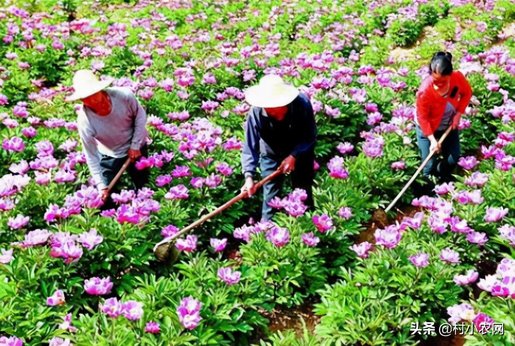 在農(nóng)村養(yǎng)殖什么賺錢,在農(nóng)村養(yǎng)殖什么賺錢成本低