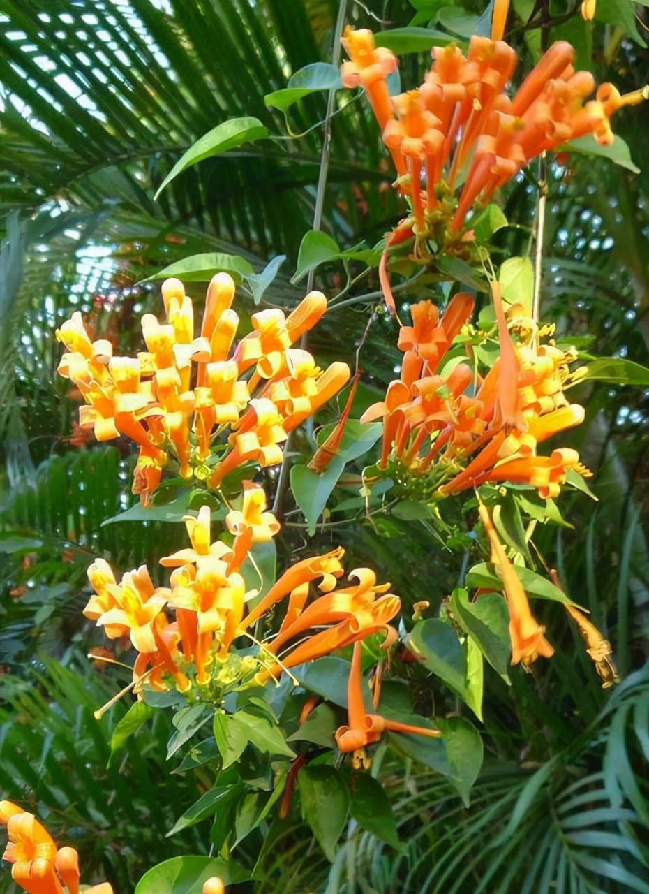 花卉植物有哪些（盘点100种常见花图鉴）