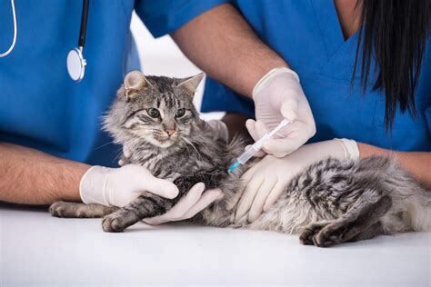 辟谣：狂犬疫苗和猫三联一样重要，所有猫咪都应该打狂犬疫苗