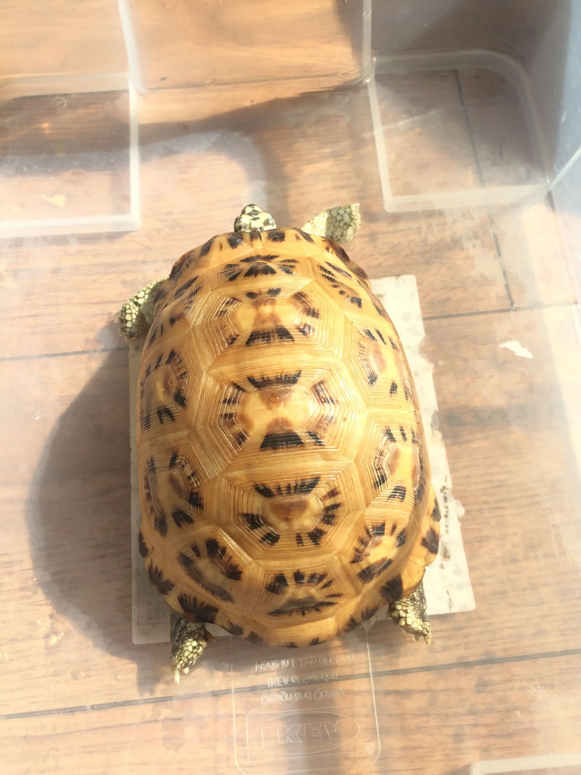 乌龟的种类图片及名称（乌龟的品种图片）