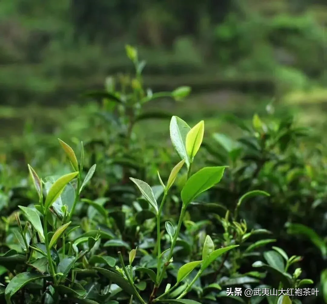 神奇的武夷肉桂茶功效（防癌的武夷肉桂茶你喝过吗）