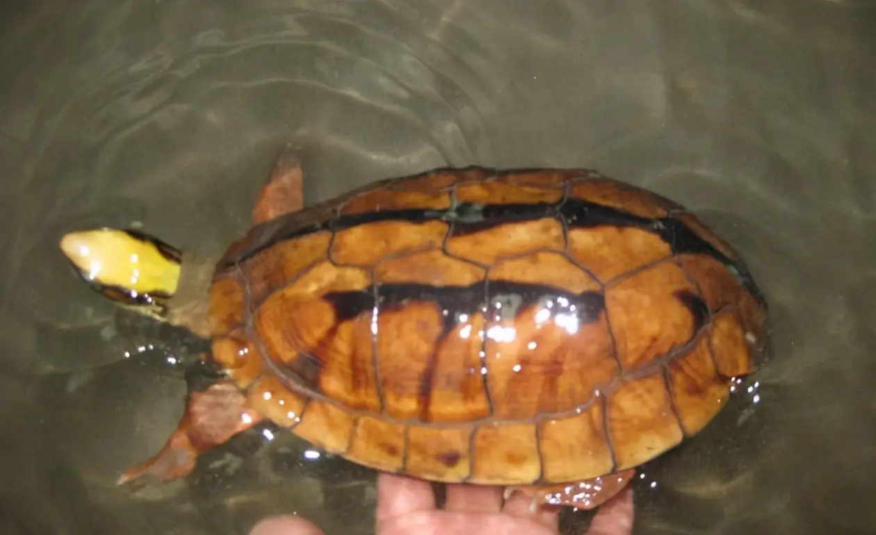 乌龟的种类图片及名称（乌龟的品种图片）