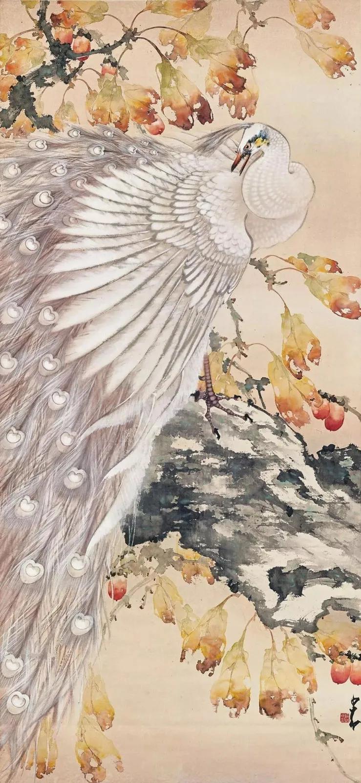 孔雀东南飞!高贵,冷艳的白孔雀