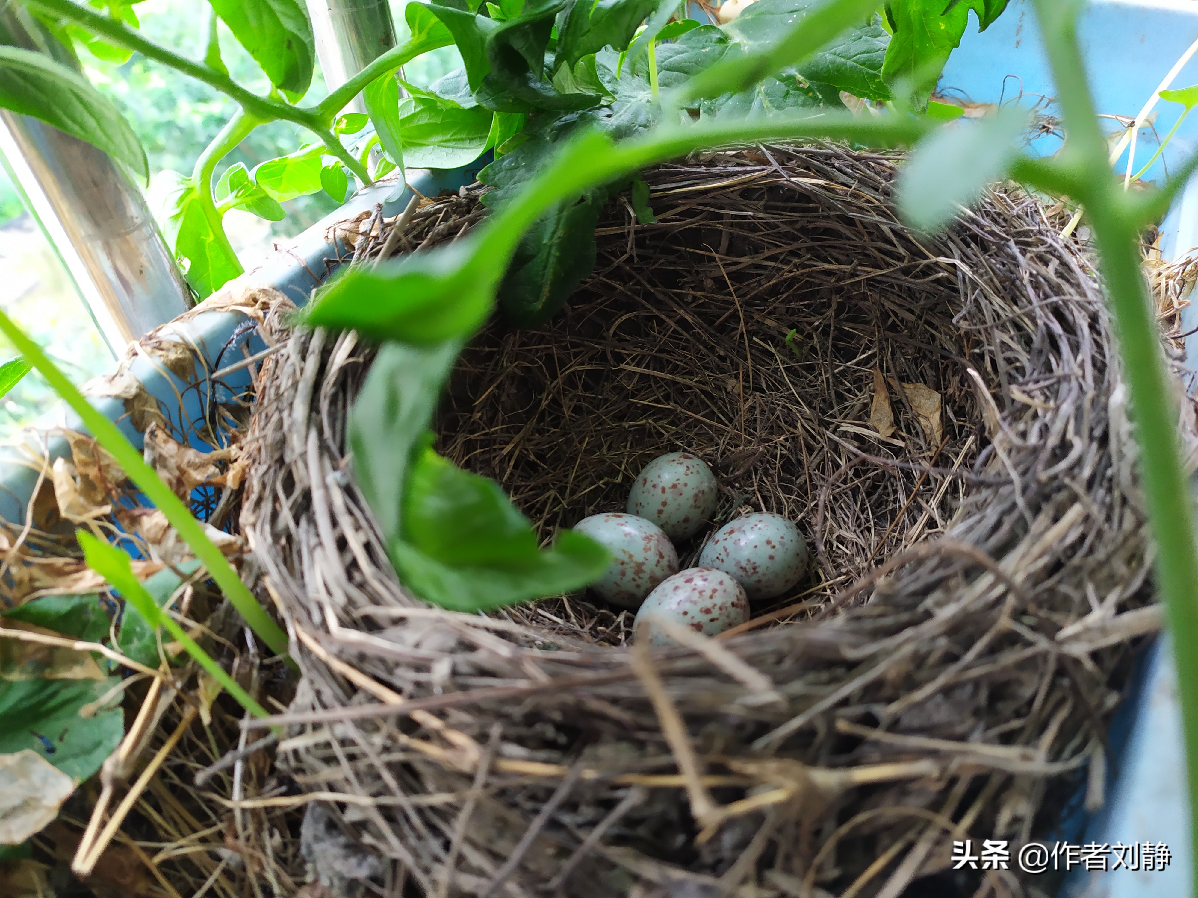 小鸟每日下一个蛋,记得去年有人告诉我,小鸟几月下蛋就下几个蛋,小鸟