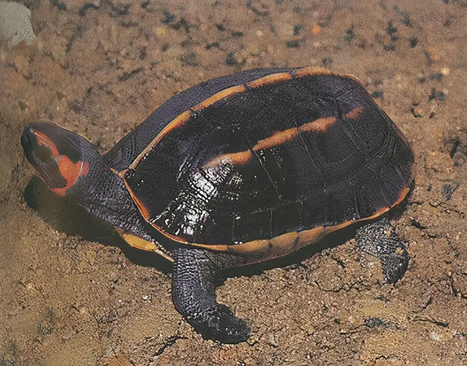 乌龟的种类图片及名称（乌龟的品种图片）