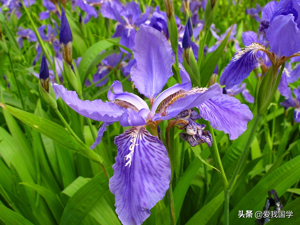 最美古诗词（咏兰篇）150首