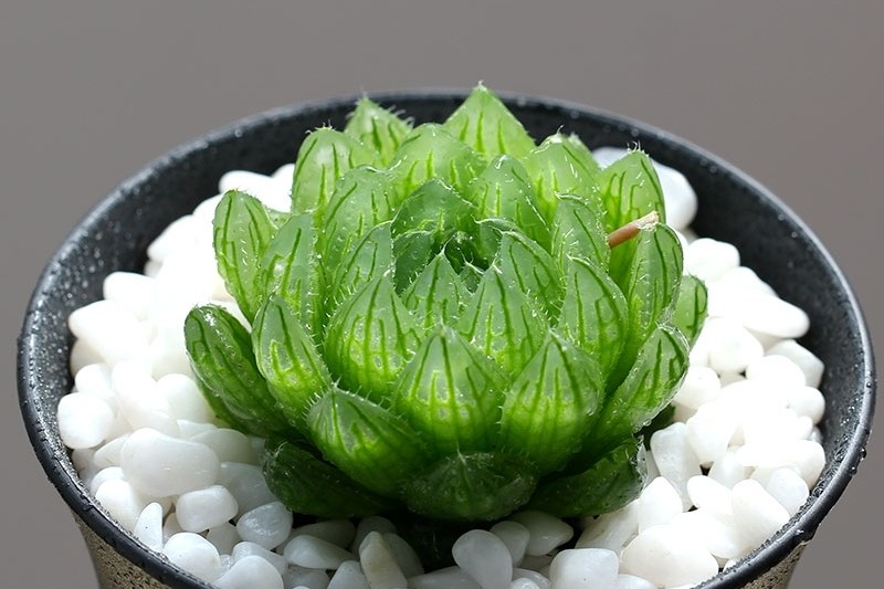 与多肉玉露的"水晶之恋",不妨从养好一棵樱水晶开始