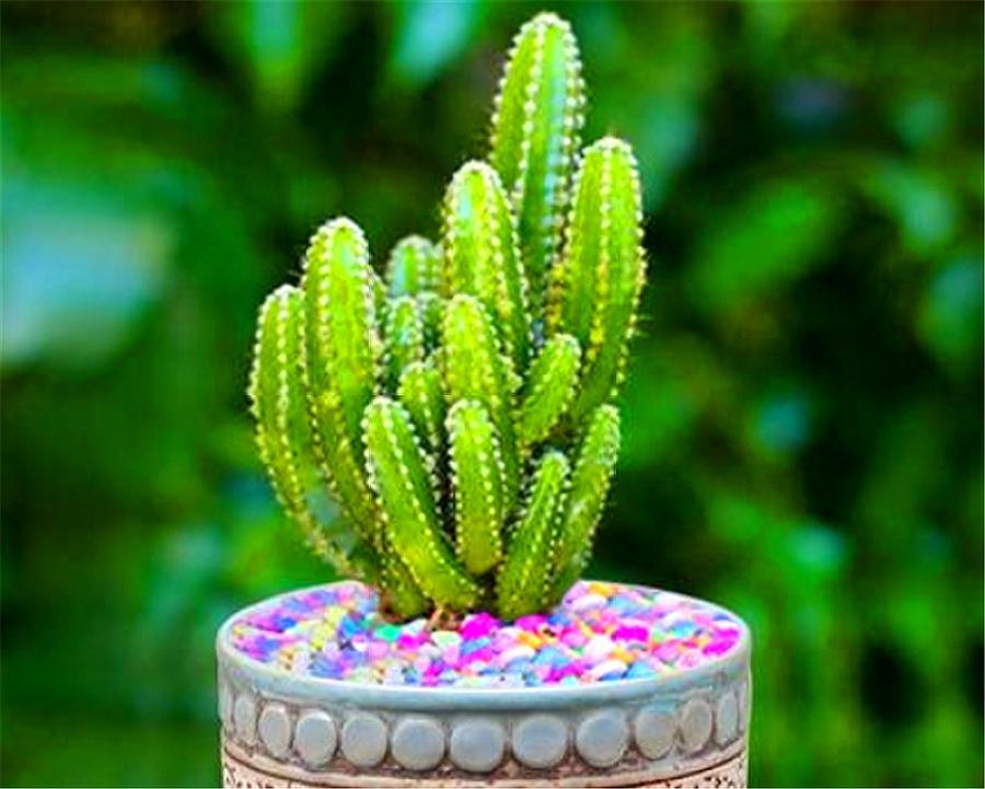 这种仙人掌人称"五指山",气势雄壮,习性强健,越"懒"越漂亮