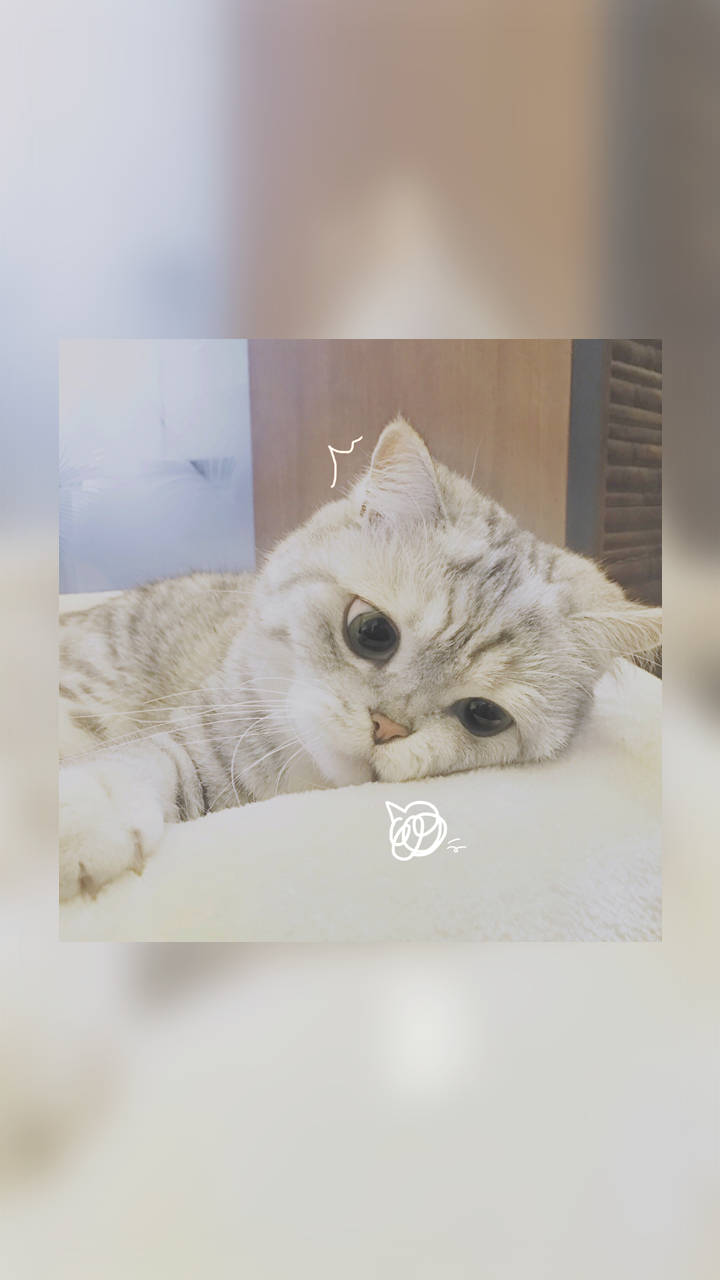 如此调皮可爱的句子,每天都想发一条到朋友圈,心情美美哒!