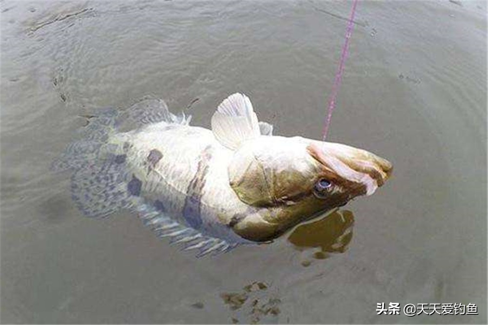 桂魚怎么釣,桂魚怎么釣用什么餌料