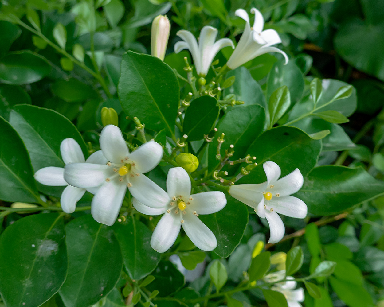 九里香开花期怎样养护?把握5个重点,花期长香味更浓
