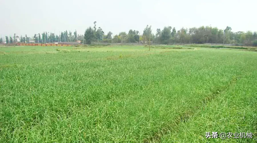 牧草種植及機械化收獲工藝，你想了解的都在這里
