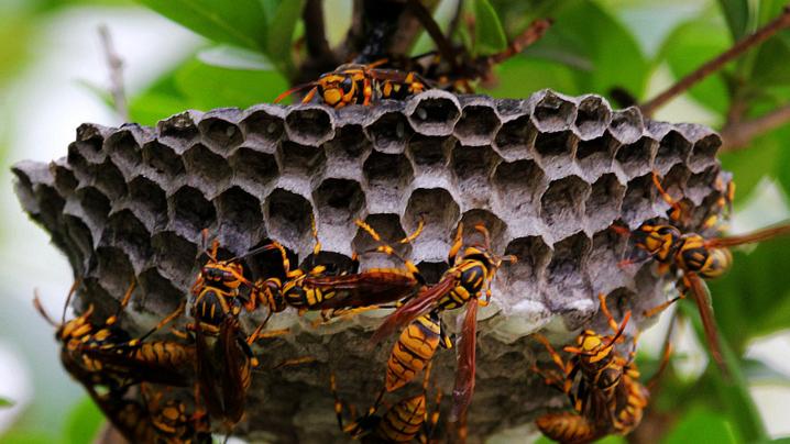广东一男子洗澡时被马蜂蛰伤,导致休克昏迷,被马蜂蛰伤该怎么办
