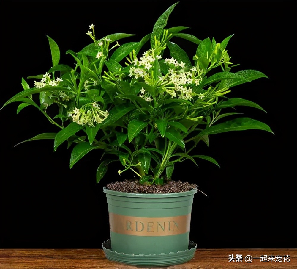 卧室养花有讲究,4种“有毒花”,喜欢也要搬出去,你家养了吗?