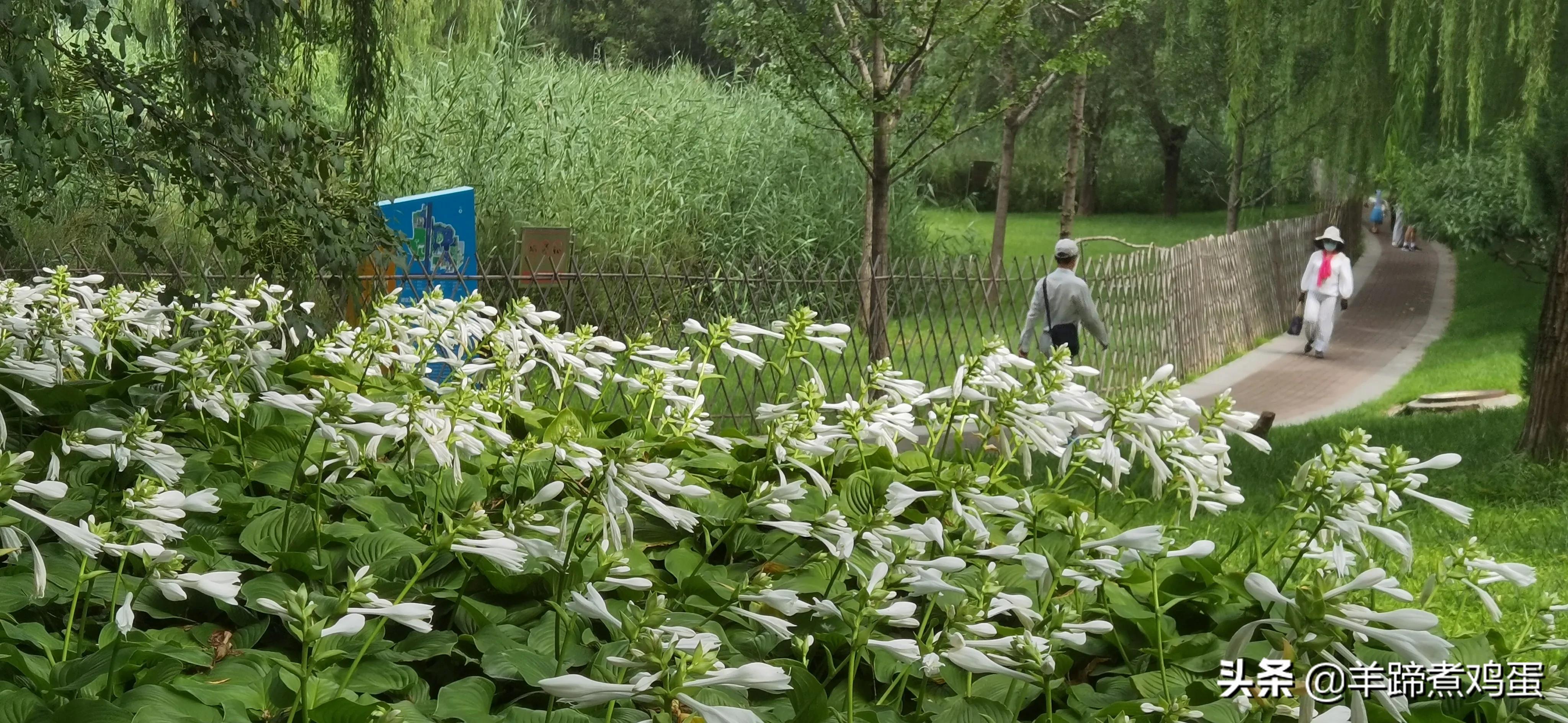 淫雨唤云行日隐耀霞红--雨后北京云空的美丽身影留下霞浓