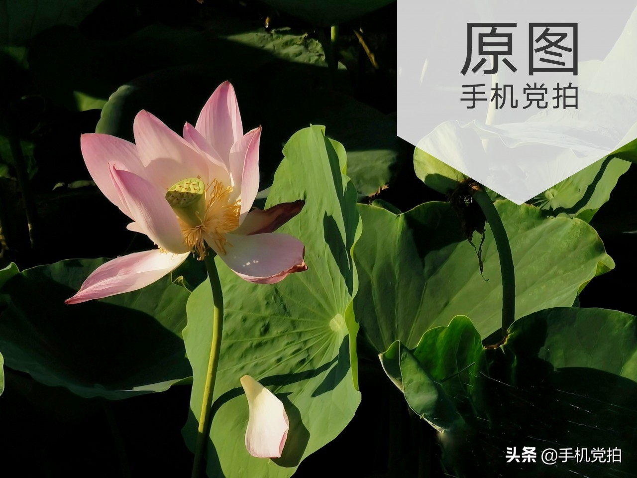 拍的荷花太普通？教你手机后期调出“高级橙”｜秒变美