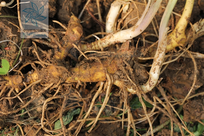 黄脚鸡,见过吗?能益气健脾,养阴润肺,活血舒筋