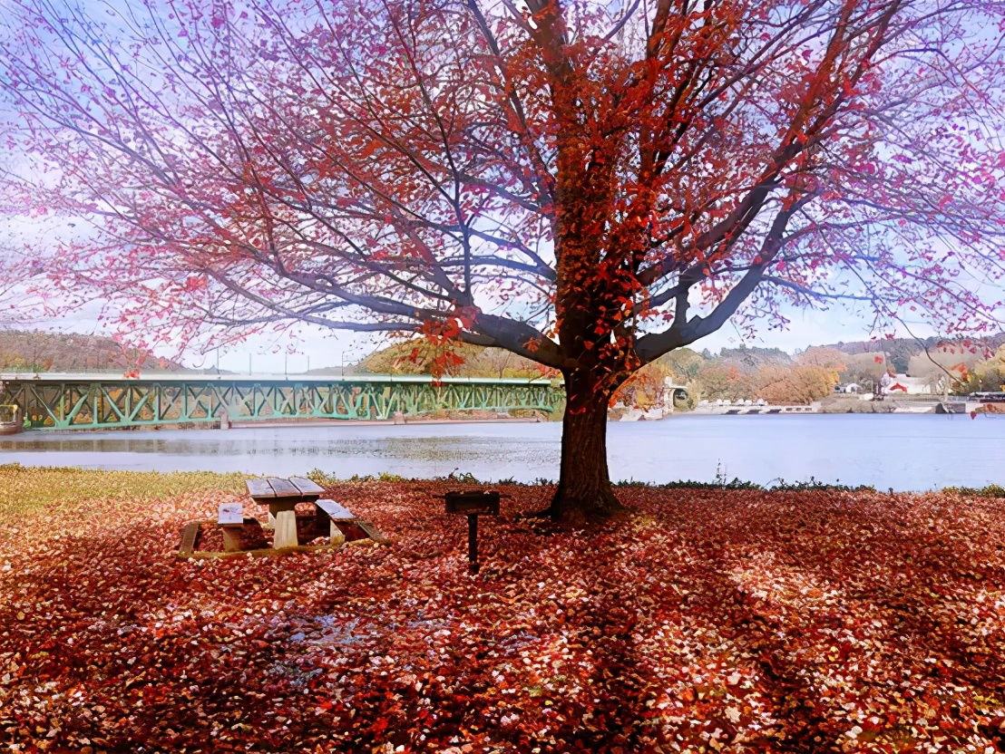 在藤校哥伦比亚大学读书是一种怎样的体验？听学姐细细道来