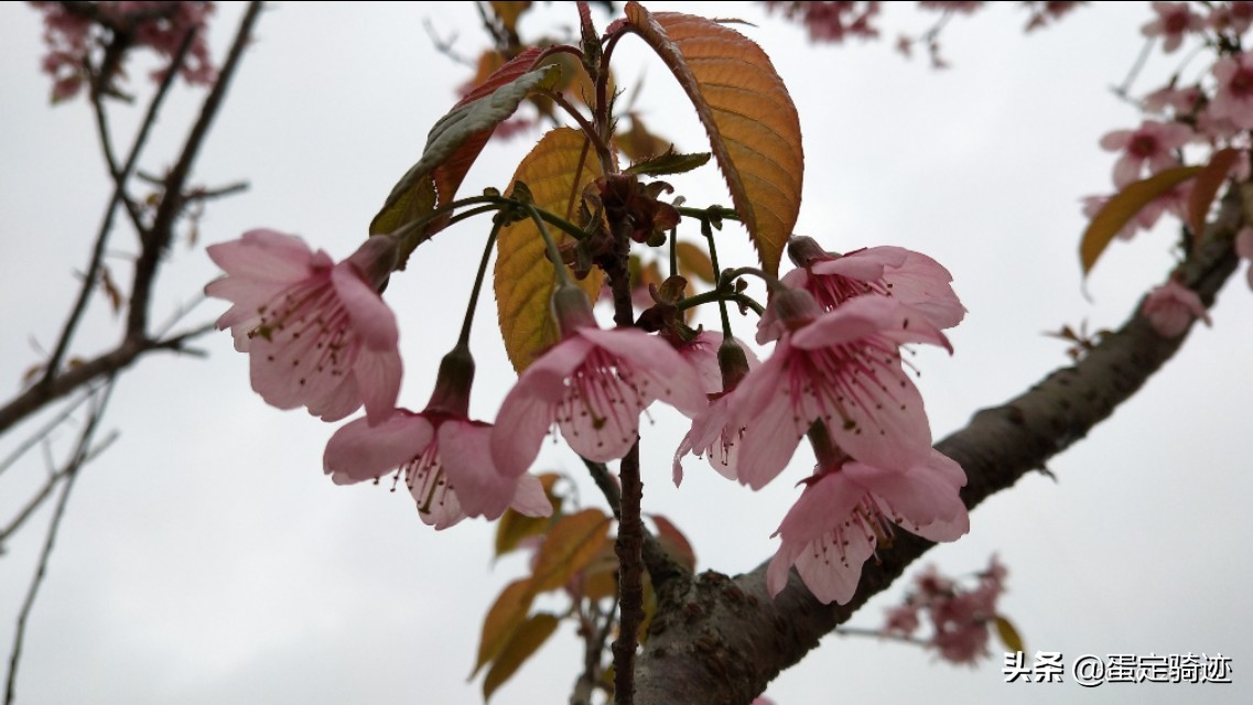 象溪乡菜溪岩