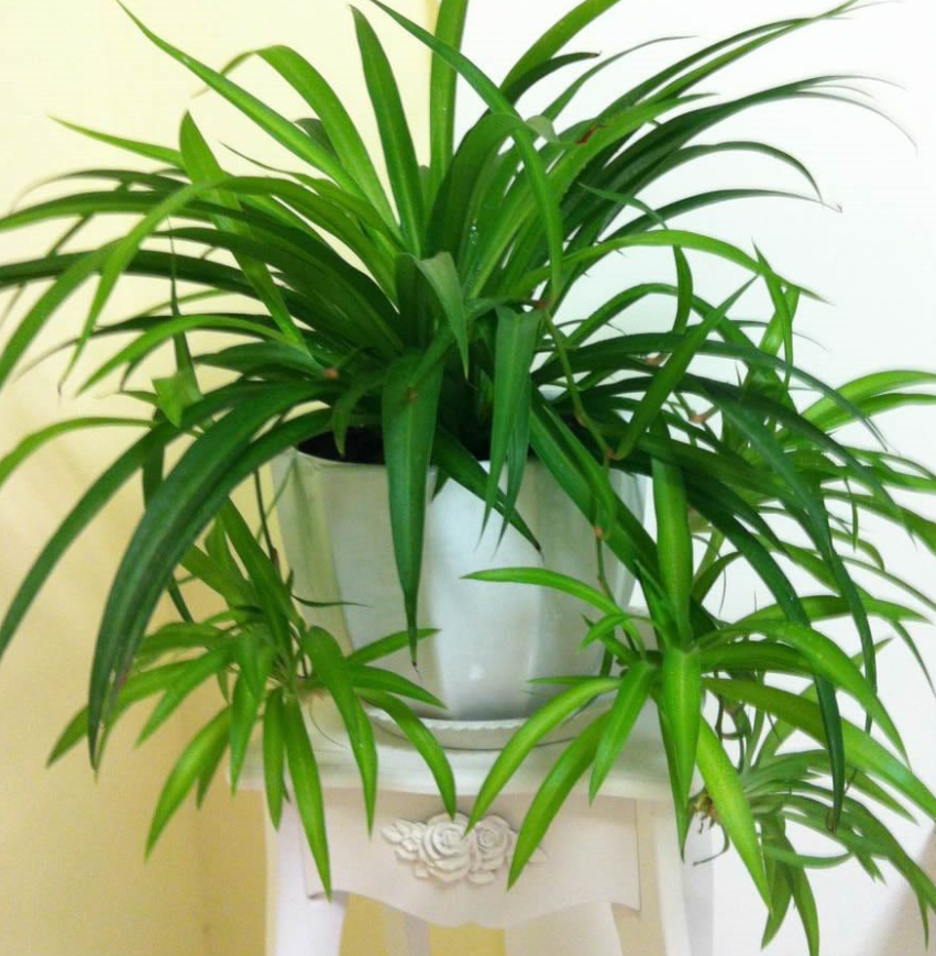 观叶植物图片及名称(100种观叶绿植) - 赤虎壹号