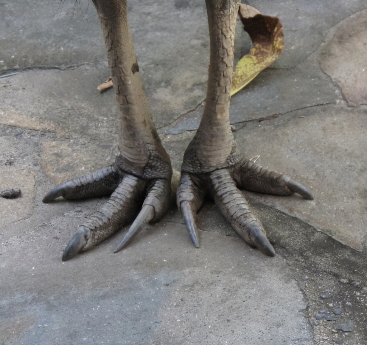 食火鸡怕什么,食火鸡的天敌
