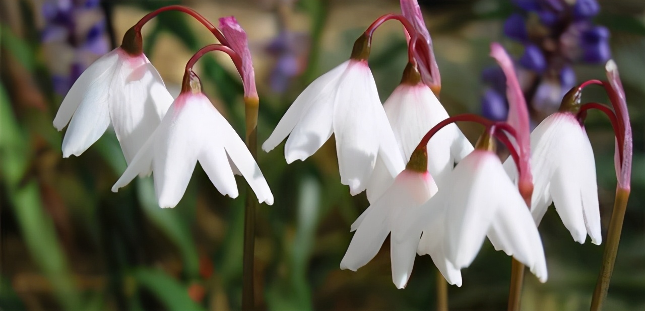 3月15日花语:款冬蒲公英,生日花语早熟_达一风水网